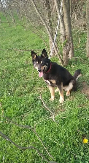 Vand ciobanesc german  - imagine 3