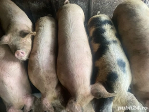 vand porci pt sacrificat  - imagine 3
