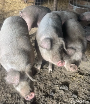 Vând porci! - imagine 2