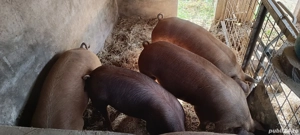 Porci Duroc - imagine 2