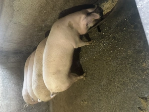 Vand porci de carne, foarte frumosi, merita vazuti - imagine 4