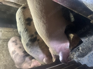 Vand porci de carne, foarte frumosi, merita vazuti - imagine 3
