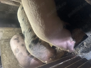 Vand porci de carne, foarte frumosi, merita vazuti - imagine 2