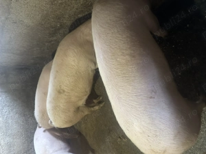 Vand porci de carne, foarte frumosi, merita vazuti