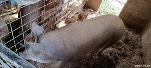 Porci Duroc - imagine 4