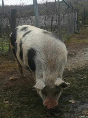 Porc  - imagine 3