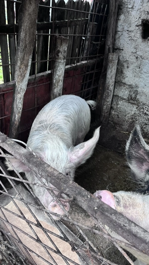 Porci de gospodărie  - imagine 3