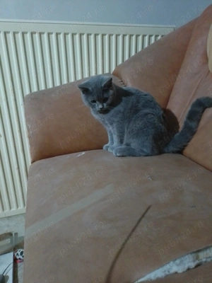 motan british shorthair - imagine 5