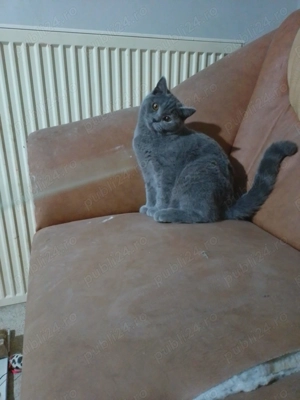 motan british shorthair - imagine 3