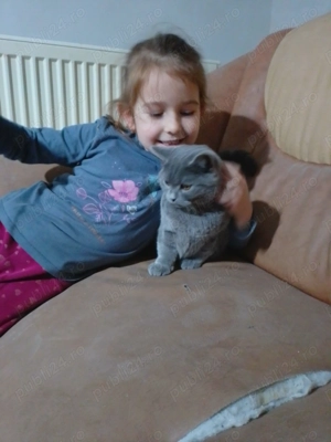 motan british shorthair - imagine 4