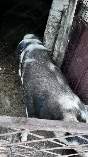 Vând doi porci crescuți la curte - imagine 4