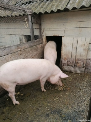 Vand porc crecut in gospodărie proprie 