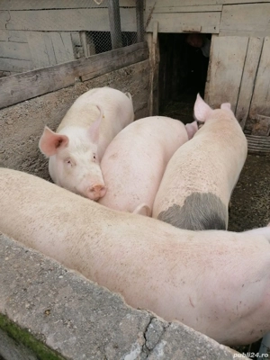 Vand porc crecut in gospodărie proprie  - imagine 2