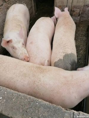 Vand porc crecut in gospodărie proprie  - imagine 4