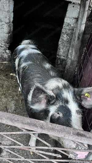 Porci de gospodărie  - imagine 4