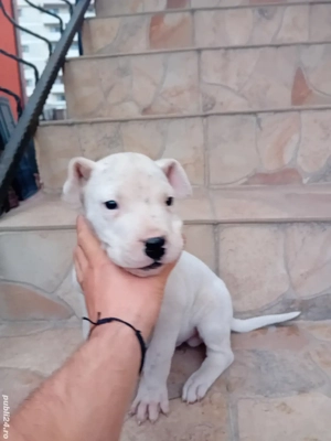 Dog argentinian mascul 8 saptamani