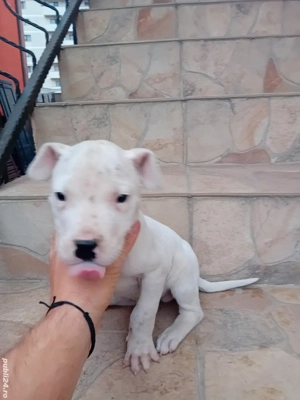 Dog argentinian mascul 8 saptamani - imagine 2