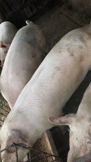 Vând porci pentru sacrificare