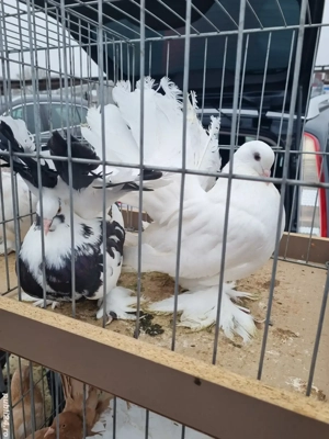 porumbei 2025 ornament - imagine 2