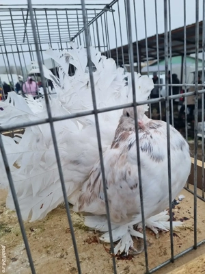 porumbei 2025 ornament - imagine 4