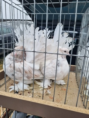 porumbei 2025 ornament - imagine 3