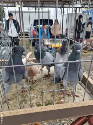 porumbei 2025 ornament - imagine 5