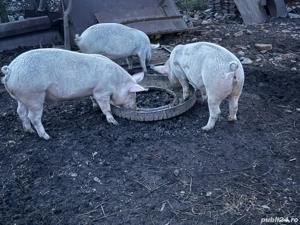 Vand porci rasa! Greutate 80-130 kg! Pret :20 RON kg - imagine 3