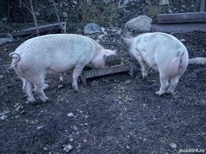 Vand porci rasa! Greutate 80-130 kg! Pret :20 RON kg - imagine 4