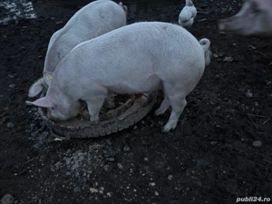 Vand porci rasa! Greutate 80-130 kg! Pret :20 RON kg - imagine 2