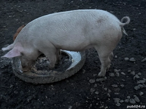 Vand porci rasa! Greutate 80-130 kg! Pret :20 RON kg