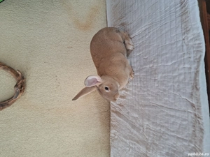 hycole francez - imagine 2