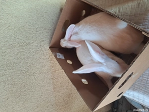 hycole francez - imagine 3