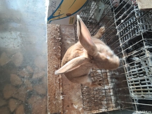 hycole francez - imagine 4