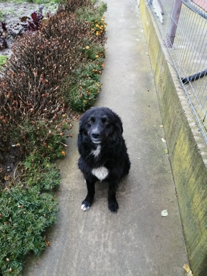 Donez cățel găsit fără stăpân 