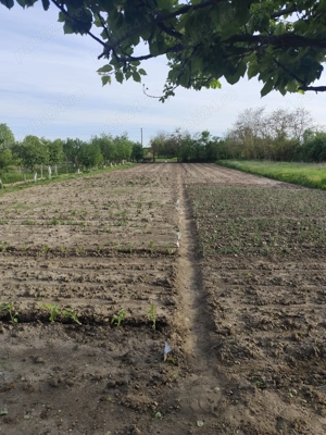 Vand casa cu teren sat Sarbova - imagine 6