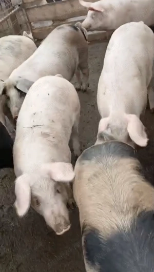 Vand Porci de Craciun - imagine 2