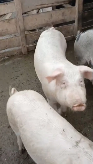 Vand Porci de Craciun