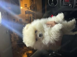 Vând cățel Pomeranian mini toy - imagine 2