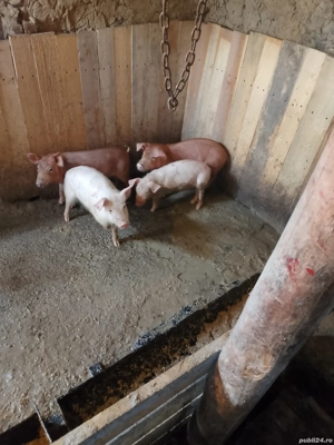 vand purcei - imagine 3