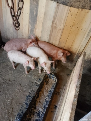 vand purcei - imagine 5