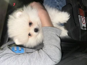 Vând cățel Pomeranian mini toy - imagine 3