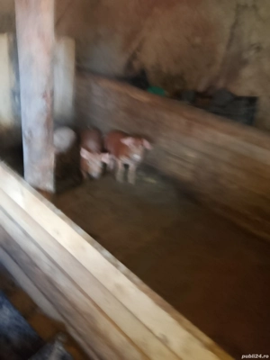 vand purcei - imagine 2