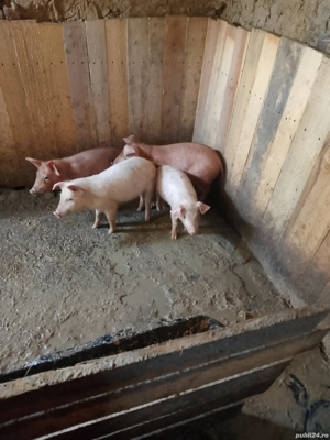 vand purcei - imagine 4