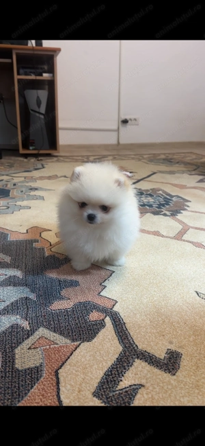 Vând cățel Pomeranian mini toy - imagine 5