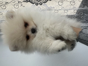 Vând cățel Pomeranian mini toy - imagine 4