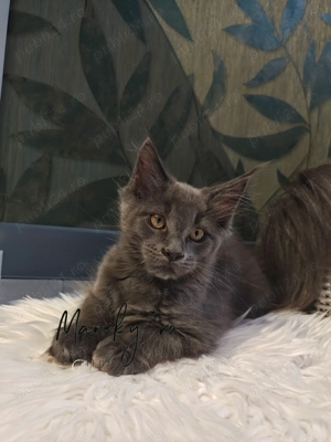 Pisici Maine Coon  Cluj -mascul