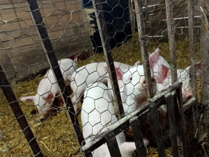 Purcei de vânzare  - imagine 3