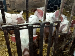 Purcei de vânzare  - imagine 2