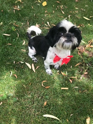 Cățeluși shitzu de vânzare  - imagine 4