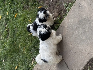 Cățeluși shitzu de vânzare 